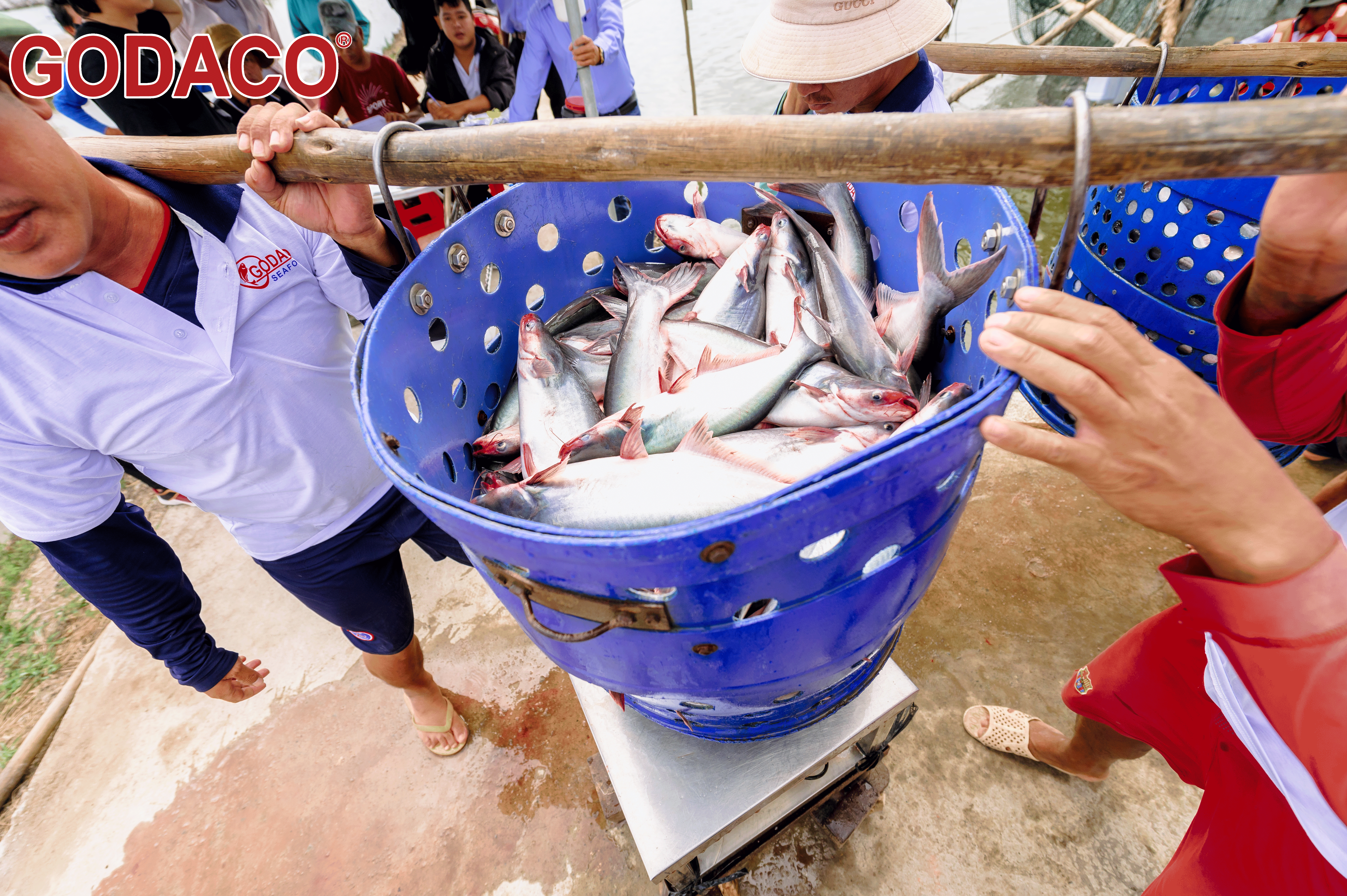 农历新年后前江省和西部省份的巴沙鱼价格上涨