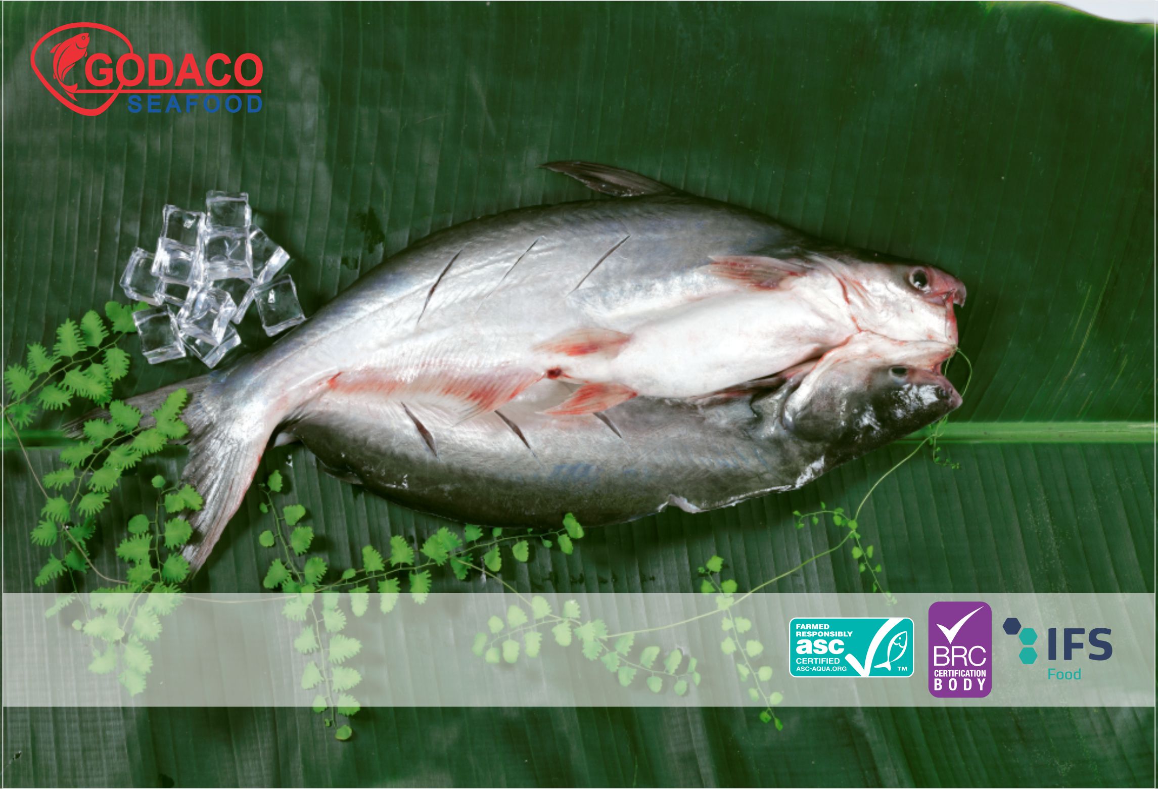 越南巴沙鱼“调整游泳路径”