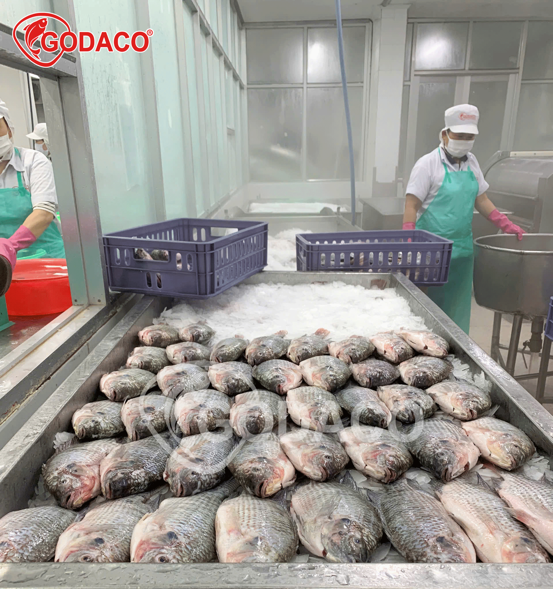 Thị trường cá rô phi: Dự báo và xu hướng đến năm 2033