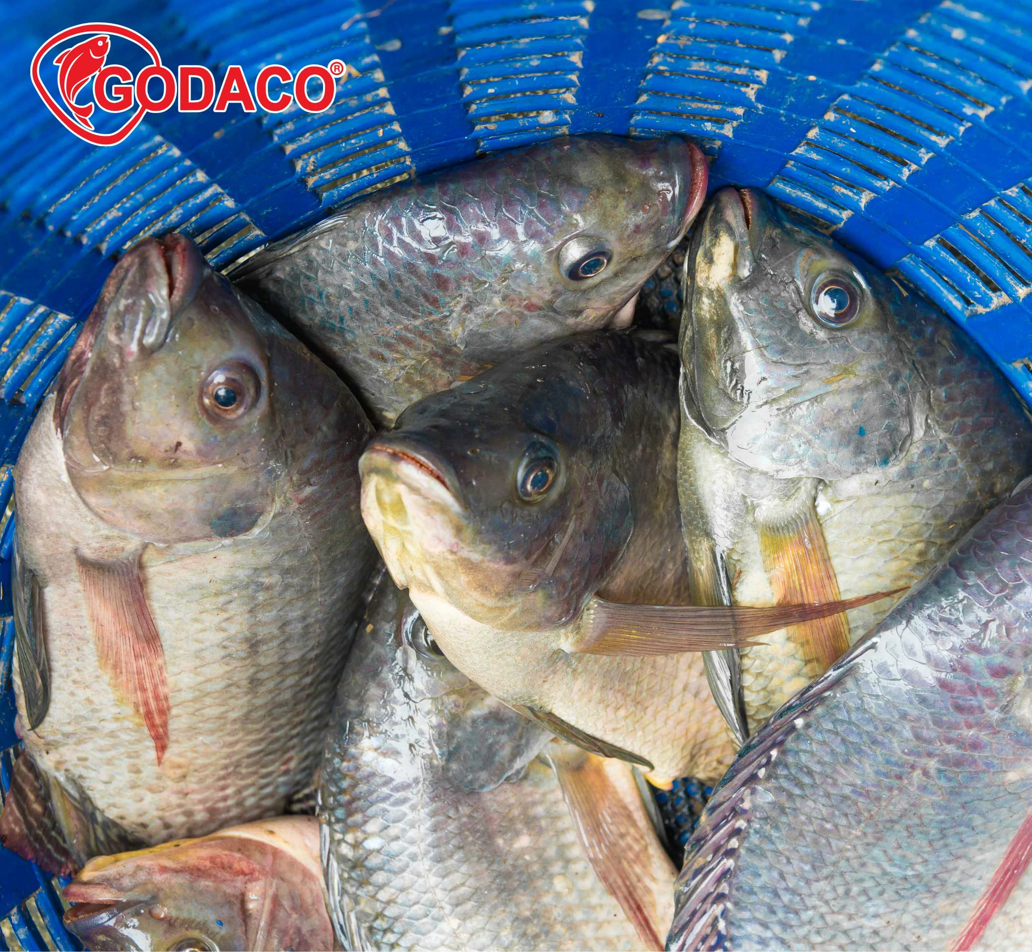 Tilapia Market: Forecast and Trends to 2033
