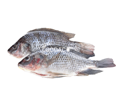 Tilapia